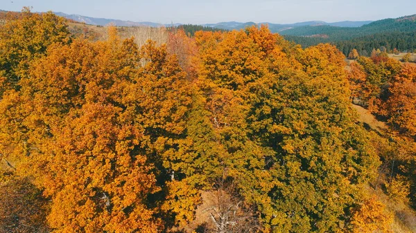 Voo Aéreo Acima Floresta Outono Com Árvores Vermelhas Amarelas Coloridas — Fotografia de Stock