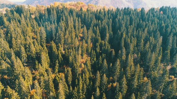 Aerial flying above forest in autumn with colorful red and yellow trees on sunny day — Stock Image Aerial Flying Forest Autumn Colorful Red Yellow Trees Sunny Day Stock Photo
