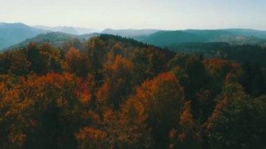 Hava güneşli kırmızı ve sarı renkli ağaçlar ile sonbaharda orman uçan 