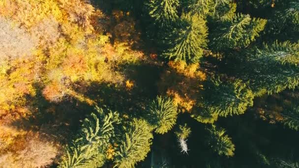 Vuelo Aéreo Sobre Bosque Otoño Con Coloridos Árboles Rojos Amarillos — Vídeos de Stock