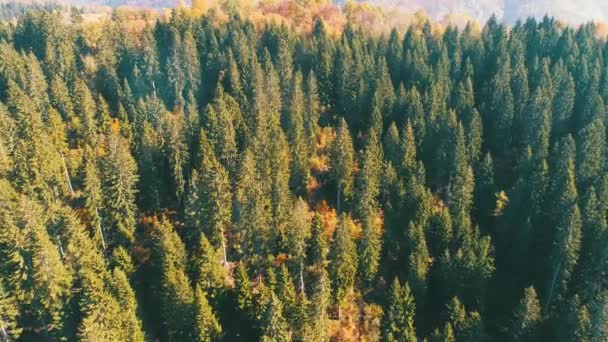 Vuelo Aéreo Sobre Bosque Otoño Con Coloridos Árboles Rojos Amarillos — Vídeos de Stock