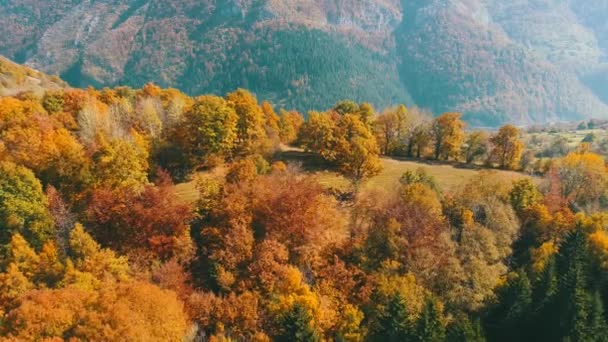 Légi Repülő Felett Erdő Napsütéses Napon Színes Piros Sárga Ősszel — Stock videók