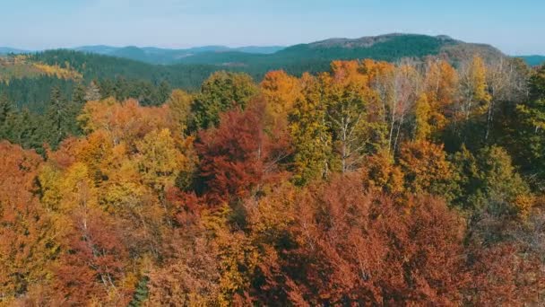 vol aérien au-dessus de la forêt en automne avec des arbres rouges et jaunes colorés le jour ensoleillé  