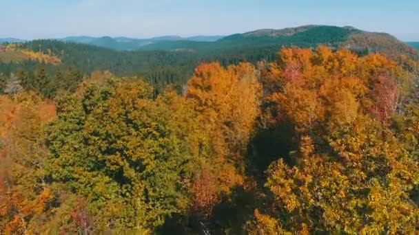 vol aérien au-dessus de la forêt en automne avec des arbres rouges et jaunes colorés le jour ensoleillé  
