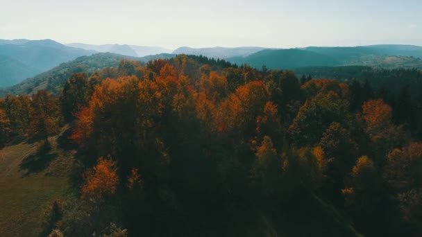 Aereo Che Vola Sopra Foresta Autunno Con Alberi Rossi Gialli — Video Stock