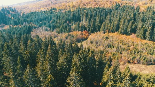 晴れた日に赤と黄色のカラフルな木の秋の森の上を飛んで空中 — ストック写真