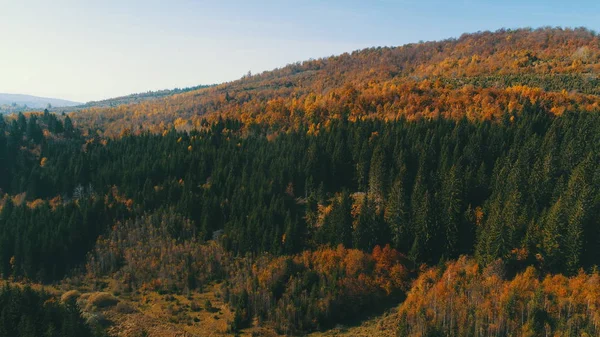 Εναέρια Πετώντας Πάνω Από Δάσος Φθινόπωρο Ζωηρόχρωμα Κόκκινα Και Κίτρινα — Φωτογραφία Αρχείου