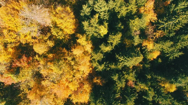 Voo Aéreo Acima Floresta Outono Com Árvores Vermelhas Amarelas Coloridas — Fotografia de Stock Grátis