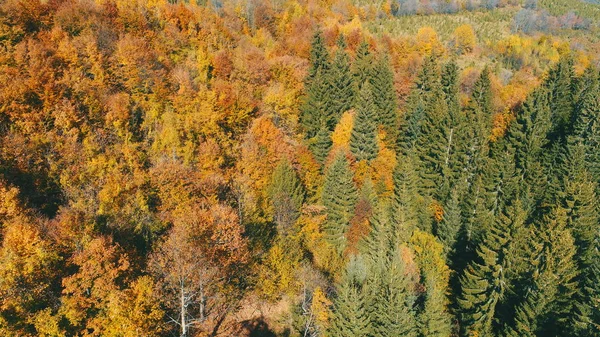 Zbor Aerian Deasupra Pădurii Toamna Copaci Roșii Galbeni Colorați Ziua — Fotografie, imagine de stoc