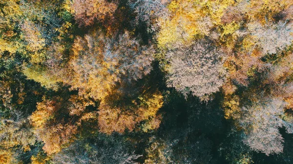 Voo Aéreo Acima Floresta Outono Com Árvores Vermelhas Amarelas Coloridas — Fotografia de Stock