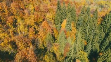 Hava güneşli kırmızı ve sarı renkli ağaçlar ile sonbaharda orman uçan 