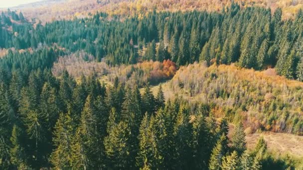 Luchtfoto Vliegen Boven Bos Het Najaar Met Kleurrijke Rode Gele — Stockvideo