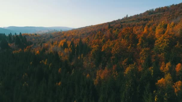 Vol Aérien Dessus Forêt Automne Avec Des Arbres Rouges Jaunes — Video