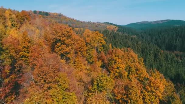 vol aérien au-dessus de la forêt en automne avec des arbres rouges et jaunes colorés le jour ensoleillé  
