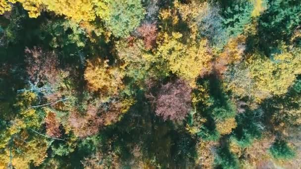 vol aérien au-dessus de la forêt en automne avec des arbres rouges et jaunes colorés le jour ensoleillé  