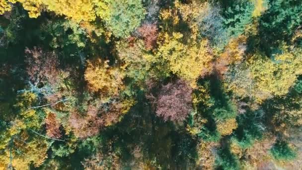 Vuelo Aéreo Sobre Bosque Otoño Con Coloridos Árboles Rojos Amarillos — Vídeos de Stock