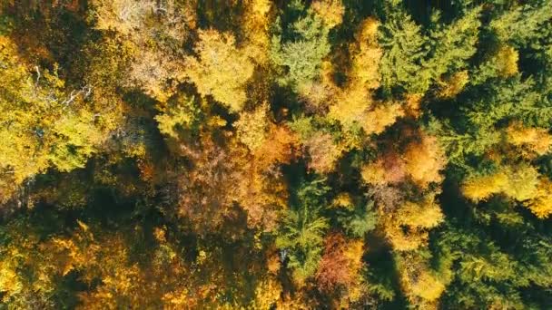 Vuelo Aéreo Sobre Bosque Otoño Con Coloridos Árboles Rojos Amarillos — Vídeos de Stock