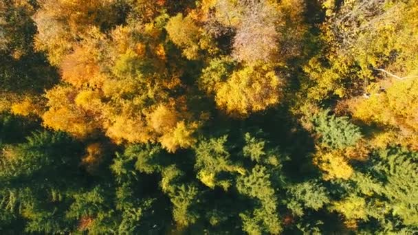 空中飞行在森林之上 在秋天与五颜六色的红色和黄色的树木在阳光明媚的日子 — 图库视频影像
