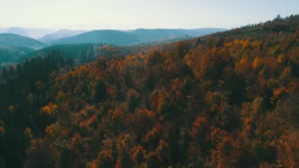 Vol Aérien Dessus Forêt Automne Avec Des Arbres Rouges Jaunes — Video