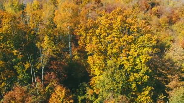 Vuelo Aéreo Sobre Bosque Otoño Con Coloridos Árboles Rojos Amarillos — Vídeos de Stock