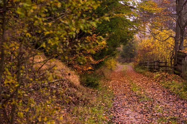乡间小路穿过秋季森林在一个有雾的早晨 — 图库照片