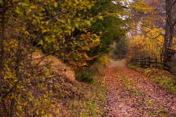 Landweg Herfst Bos Een Mistige Ochtend — Stockfoto