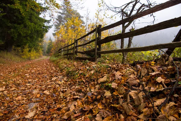 Загородная Дорога Через Осенний Лес Туманным Утром — стоковое фото