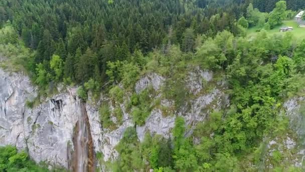 Vista Aérea Del Bosque Natural Salvaje Verano — Vídeos de Stock