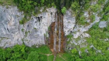 vahşi doğa orman yaz aylarında havadan görünümü 