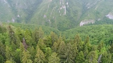 vahşi doğa orman yaz aylarında havadan görünümü 