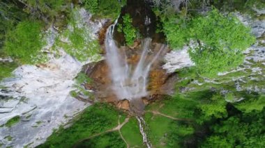 vahşi doğa orman yaz aylarında havadan görünümü 