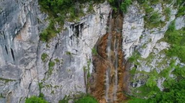 vahşi doğa orman yaz aylarında havadan görünümü 