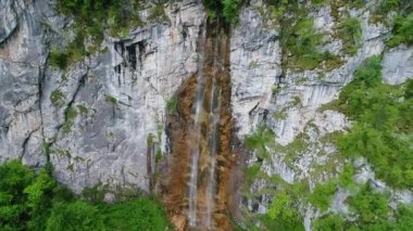 vahşi doğa orman yaz aylarında havadan görünümü 