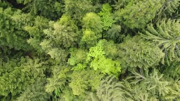 Vista Aérea Del Bosque Natural Salvaje Verano — Vídeos de Stock