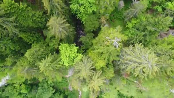 Aerial View Wild Nature Forest Summer — Stock Video