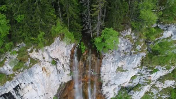 Luftaufnahme Des Wilden Naturwaldes Sommer — Stockvideo