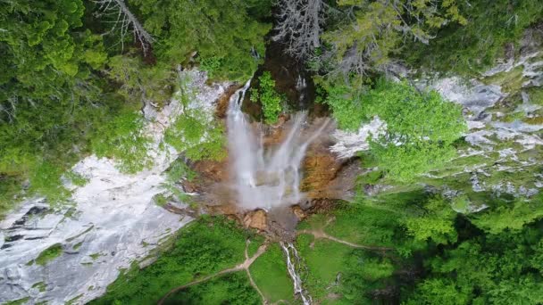 Luftaufnahme Des Wilden Naturwaldes Sommer — Stockvideo