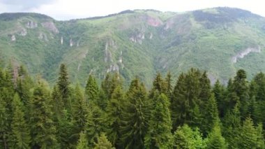 vahşi doğa orman yaz aylarında havadan görünümü 