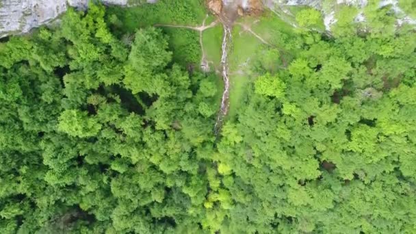 Vista Aérea Del Bosque Natural Salvaje Verano — Vídeos de Stock