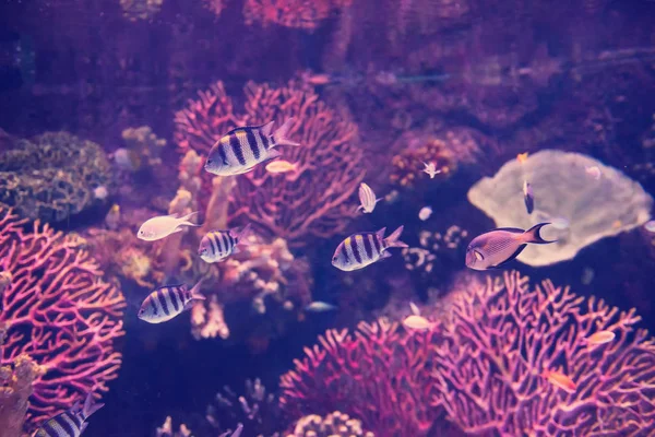 Velké Tropické Sladkovodní Akvárium Barevnými Rybami Rostlinami — Stock fotografie
