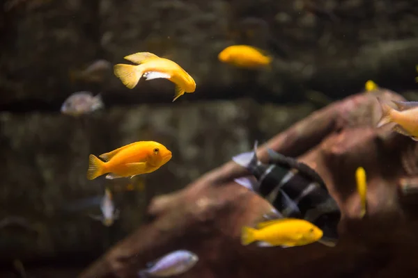 Big Tropical Freshwater Aquarium Colorful Fishes Plants — Stock Photo, Image