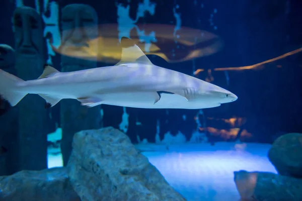Schwarzspitzenriffhai Schwimmt Großem Tropischen Aquarium — Stockfoto