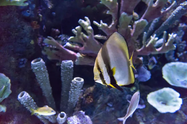Büyük Tropikal Tatlı Akvaryumu Ile Renkli Balıklar Tesisleri — Stok fotoğraf