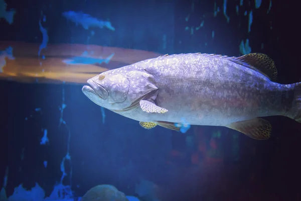 Fotografía Submarina Pez Nadando Acuario Agua Dulce — Foto de Stock