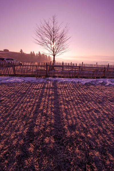 Winterlandschap Met Eenzame Boom Verse Sneeuw Tegen Purple Violet Hemel — Stockfoto