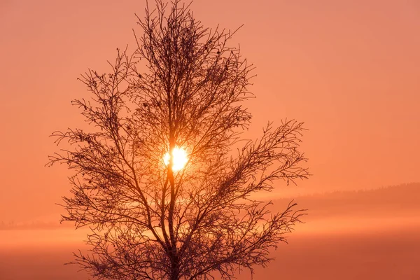 Winterlandschap Met Eenzame Boom Verse Sneeuw Tegen Purple Violet Hemel — Stockfoto