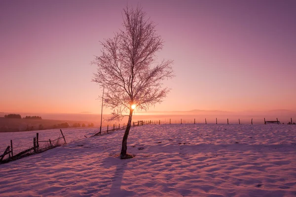 Winterlandschap Met Eenzame Boom Verse Sneeuw Tegen Purple Violet Hemel — Stockfoto