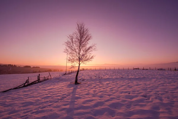 Winterlandschap Met Eenzame Boom Verse Sneeuw Tegen Purple Violet Hemel — Stockfoto