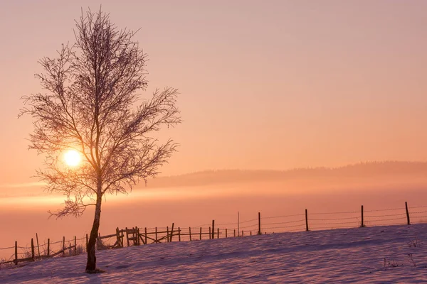 Winterlandschap Met Eenzame Boom Verse Sneeuw Tegen Purple Violet Hemel — Stockfoto