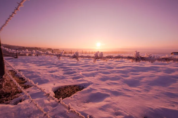 Prikkeldraad Hek Mooie Winter Ochtend Zonsopgang Met Vorst Verse Sneeuw — Stockfoto